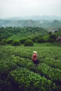 China Teach garden travel, 